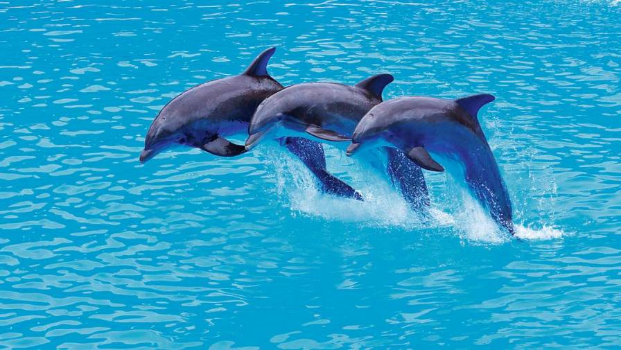 DELFINES PRIMAX